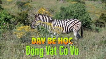 Dạy Bé Học Về Động Vật Có Vú